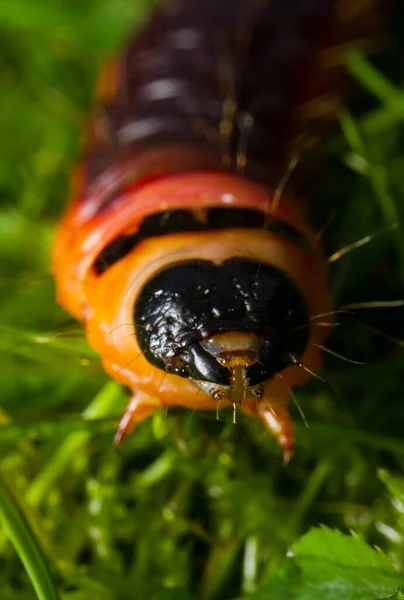 Geitenvlinder Caterpillar Cossus Cossus Sluit Nederland — Stockfoto