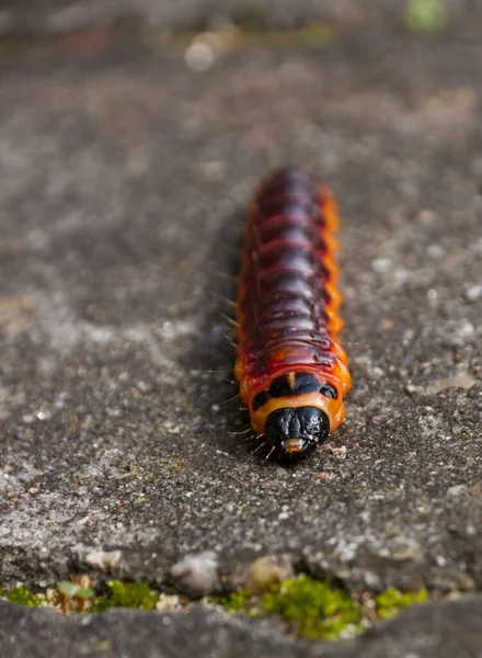 オランダのヤギの蛾のキャタピラー Cossus Cosus が近くにあります — ストック写真