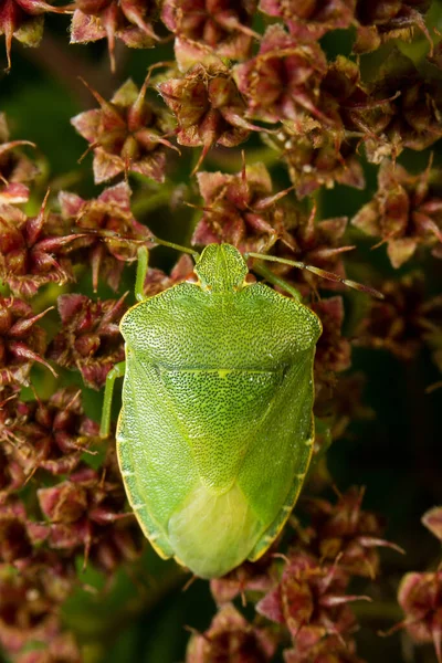 Ansicht Von Oben Auf Green Bug — Stockfoto