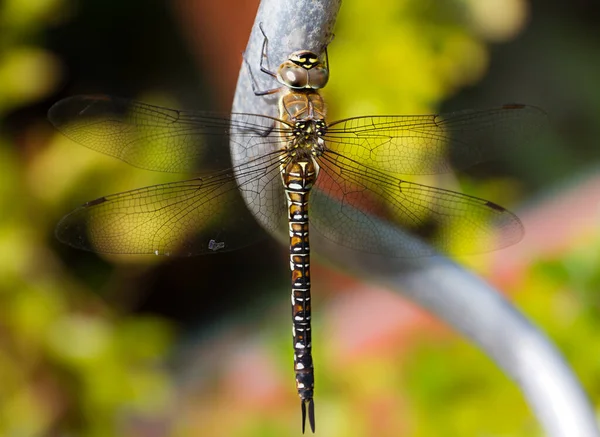 Samec Migrant Hawker Aeshna Mixta Vážky — Stock fotografie