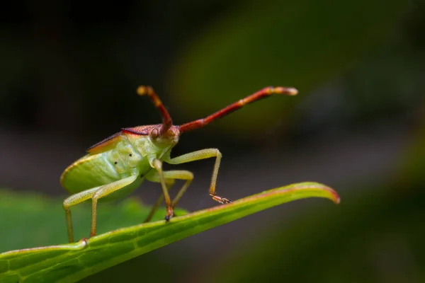 Grüner Käfer Nahaufnahme — Stockfoto