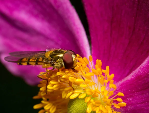 Бджола Сидить Квітці — стокове фото