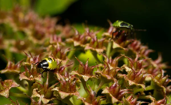 Selectieve Focus Van Twee Groene Wantsen Stockafbeelding