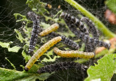 caterpillars stuck in spider web clipart