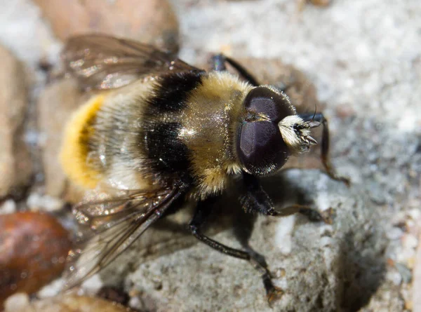 Макро Знімок Бджоли Квітці — стокове фото