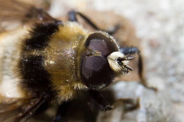 Plan Macro Une Abeille Sur Une Fleur — Photo