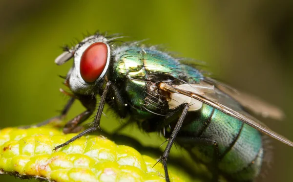 Close Fly Green Leaf — стоковое фото