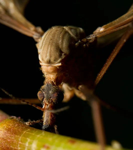 Macro Imago Van Mier Stockafbeelding