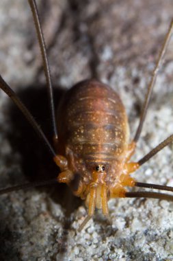 Böceğin resmini kapat