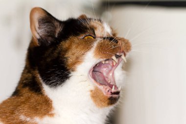 Karışık Selkirk Rex ve İngiliz kısa hava türleri kaplumbağa kabuğu kedisi