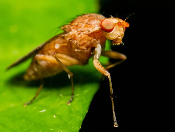Fly Sitting Green Leaf — Stock Photo, Image