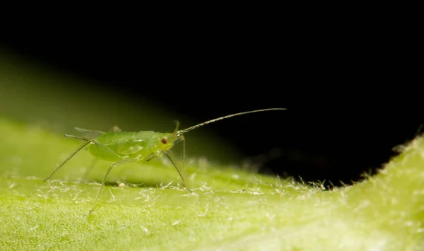 Grüne Heuschrecke Nahaufnahme Bild — Stockfoto