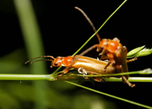 Macro Shot Insects Having Intercourse — Stock Photo, Image