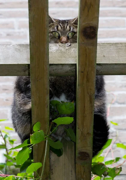 Katten Gömmer Sig Bakom Staketet — Stockfoto