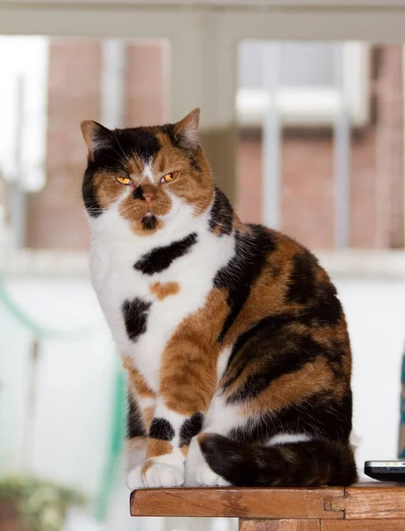 Mieszany Selkirk Rex Brytyjski Krótkowłosa Rasa Żółw Kotka — Zdjęcie stockowe