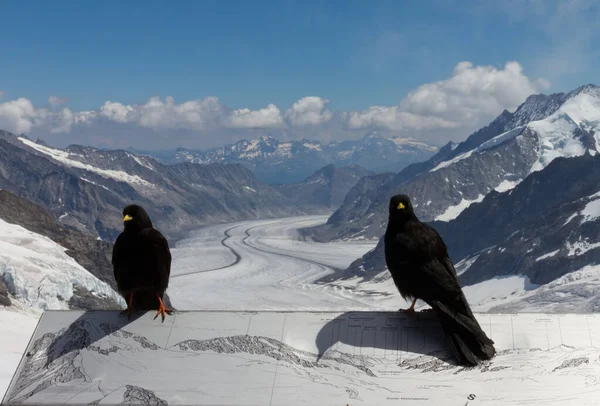 冬は鳥と雪の山 — ストック写真