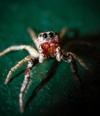 Koyu arkaplan makro çekim üzerinde örümcek