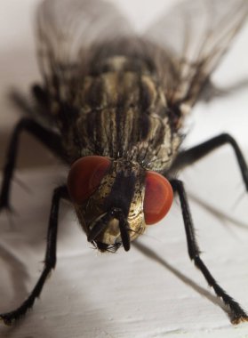 Beyaz arkaplanda bir sineğin makro görüntüsü