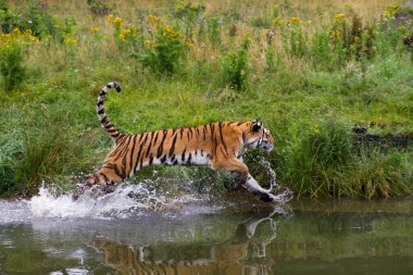 Sudan çıkan ıslak kaplan 