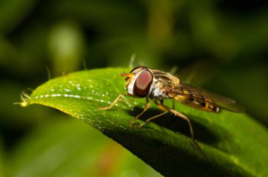 Yaprak üzerindeki böceğin makro görünümü
