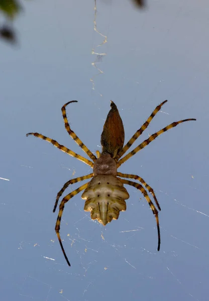 Argiope lobata is a species of spider belonging to the family Araneidae. It has a wide distribution encompassing the whole of Africa and stretching to southern Europe and into Asia.