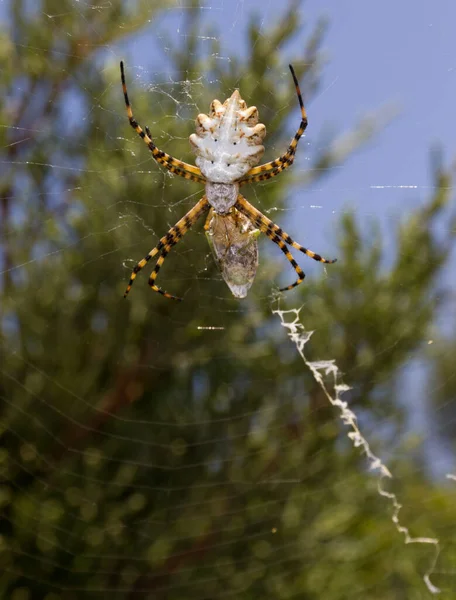 Argiope Lobata Species Spider Belonging Family Araneidae Has Wide Distribution — Stock Photo, Image