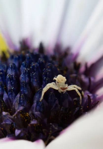 Крупним Планом Фіолетова Квітка Павук — стокове фото