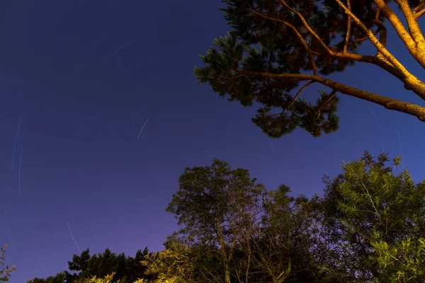 Les Arbres Dans Une Forêt Dans Lumière Soir — Photo