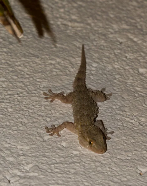 Lézard Sur Rocher — Photo