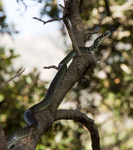 Vue Rapprochée Serpent Dans Forêt — Photo