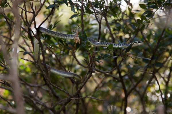 Serpente Uma Oliveira Parque — Fotografia de Stock