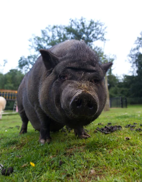 草の中の大きな黒い豚は — ストック写真