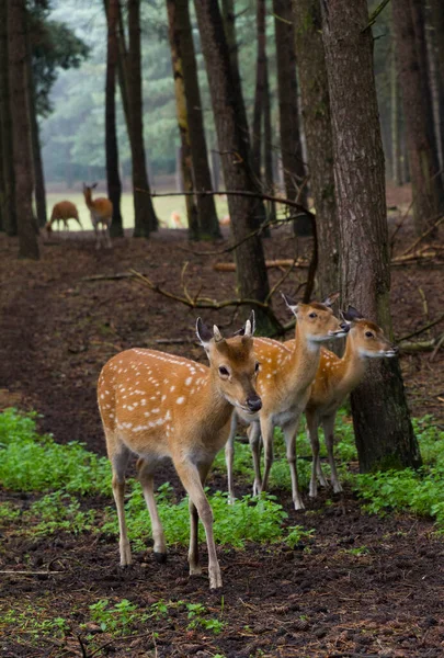 Gyönyörű Fawns Cervus Elaphus Het Aardhuis Nemzeti Parkban Hoge Veluwe — Stock Fotó