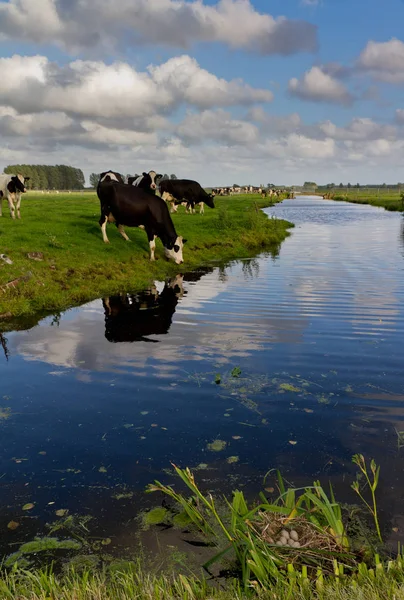 Krowy Holenderskim Krajobrazie Gniazdem Korzeni — Zdjęcie stockowe