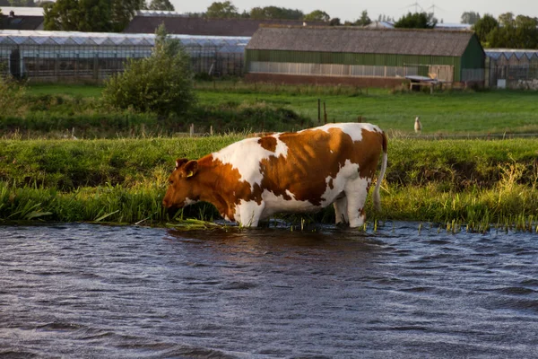 Vaca Engraçada Rio Holanda — Fotografia de Stock