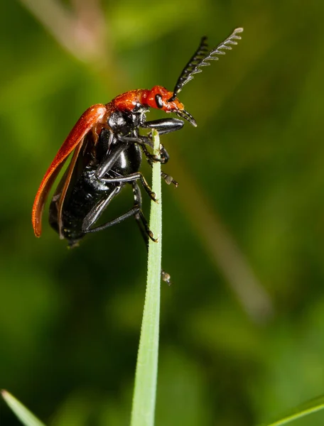 The red-headed or \'common\' cardinal beetle (Pyrochroa serraticornis) is a red to orange beetle with, as the name suggests, a red head