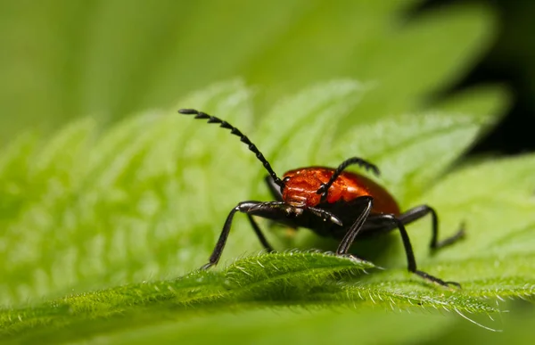 The red-headed or \'common\' cardinal beetle (Pyrochroa serraticornis) is a red to orange beetle with, as the name suggests, a red head