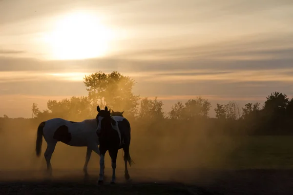 Piękna Scena Koni Zachodzie Słońca — Zdjęcie stockowe