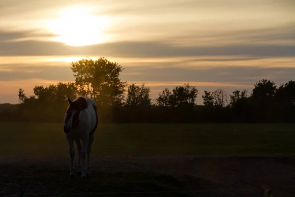 Piękna Scena Konia Zachodzie Słońca — Zdjęcie stockowe