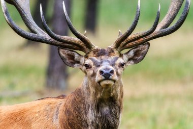 Hollanda 'daki' Hoge Veluwe 'de' Het Aardhuis 'ulusal parkındaki güzel geyik (Cervus elaphus)