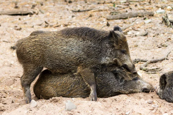 荷兰Hoge Veluwe国家公园的Het Aardhuis野猪 Sus Scrofa — 图库照片