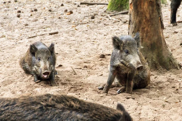 荷兰Hoge Veluwe国家公园的Het Aardhuis野猪 Sus Scrofa — 图库照片
