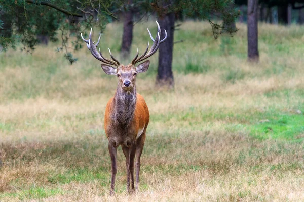 Beautiful Deer Cervus Elaphus National Park Het Aardhuis Hoge Veluwe — Stock Photo, Image