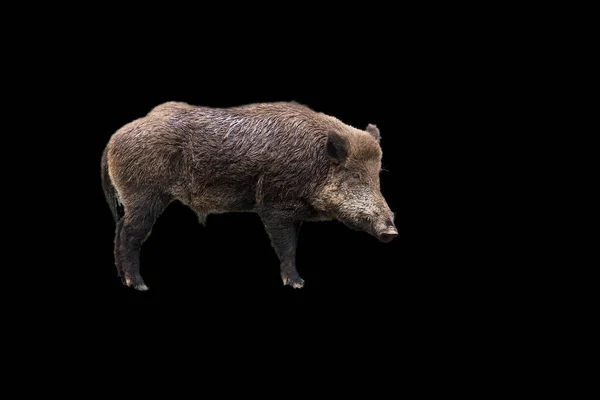 Schöne Wildschweine Sus Scrofa Auf Schwarzem Hintergrund — Stockfoto