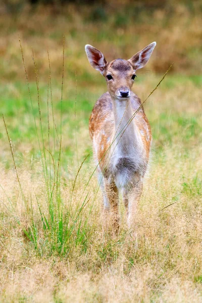 Gyönyörű Fawn Cervus Elaphus Het Aardhuis Nemzeti Parkban Hoge Veluwe — Stock Fotó