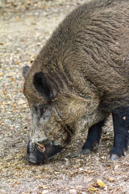Hollanda 'daki Hoge Veluwe' de Yaban domuzu (Sus Scrofa) ulusal parkında Het Aardhuis