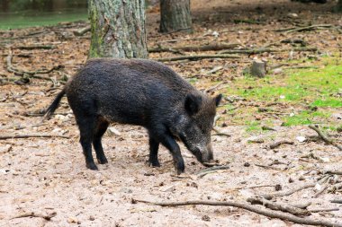Hollanda 'daki Hoge Veluwe' de Yaban domuzu (Sus Scrofa) ulusal parkında Het Aardhuis