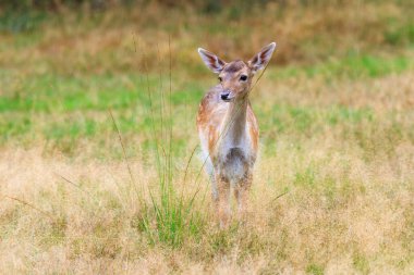 Hollanda 'daki' Hoge Veluwe 'de' Het Aardhuis 'ulusal parkında güzel geyik (Cervus elaphus)