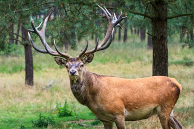 Hollanda 'daki' Hoge Veluwe 'de' Het Aardhuis 'ulusal parkındaki güzel geyik (Cervus elaphus)