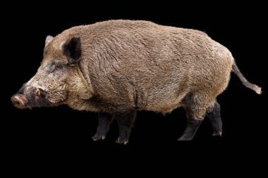 Siyah zemin üzerinde güzel yaban domuzu (Sus Scrofa)